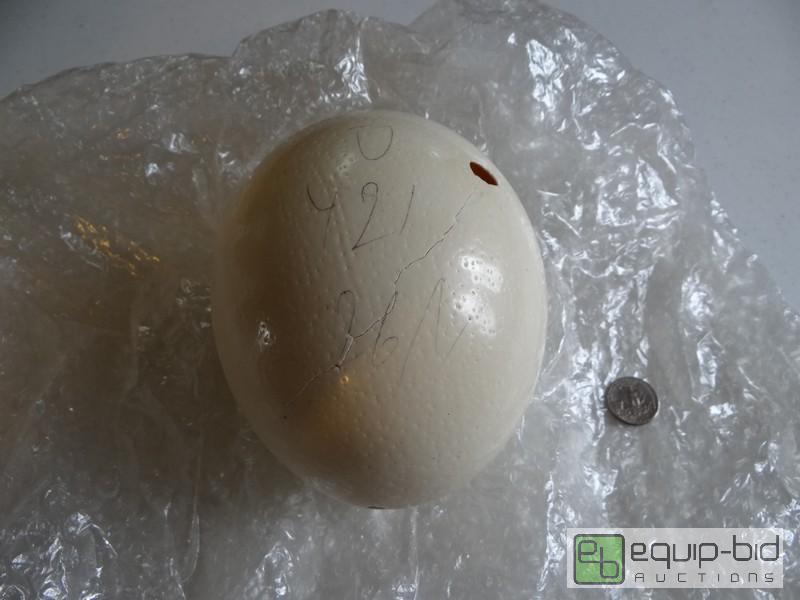 lot 2045 image: Ostridge Egg  Quarter In Picture For Comparis...