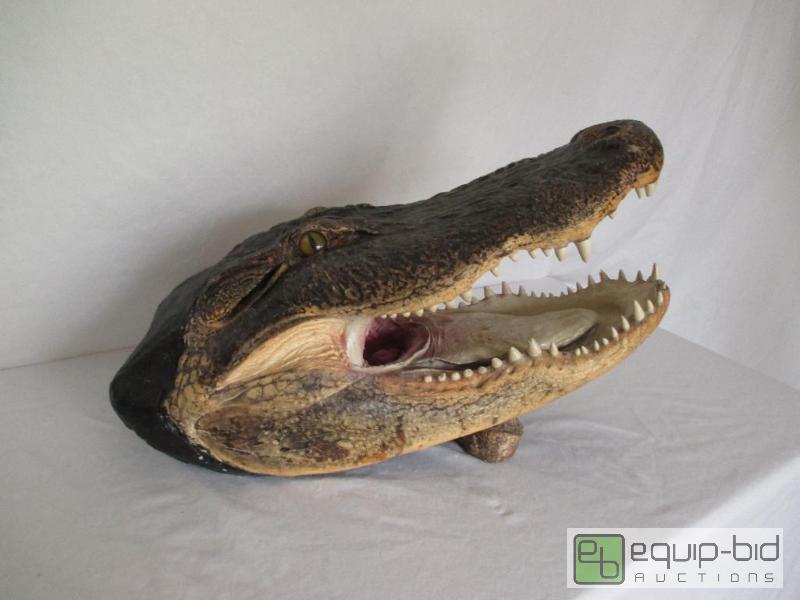 lot 17 image: Stuffed Alligator Head