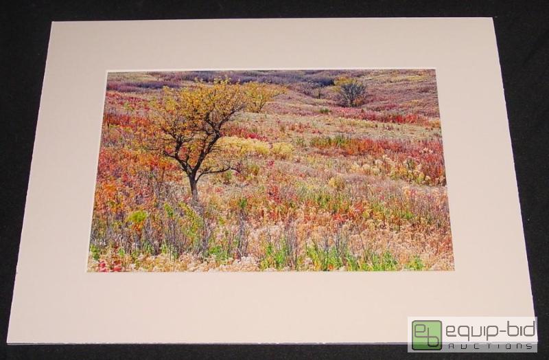 lot 4015 image: Fall Colors Tree Ravine - Brad Mangas