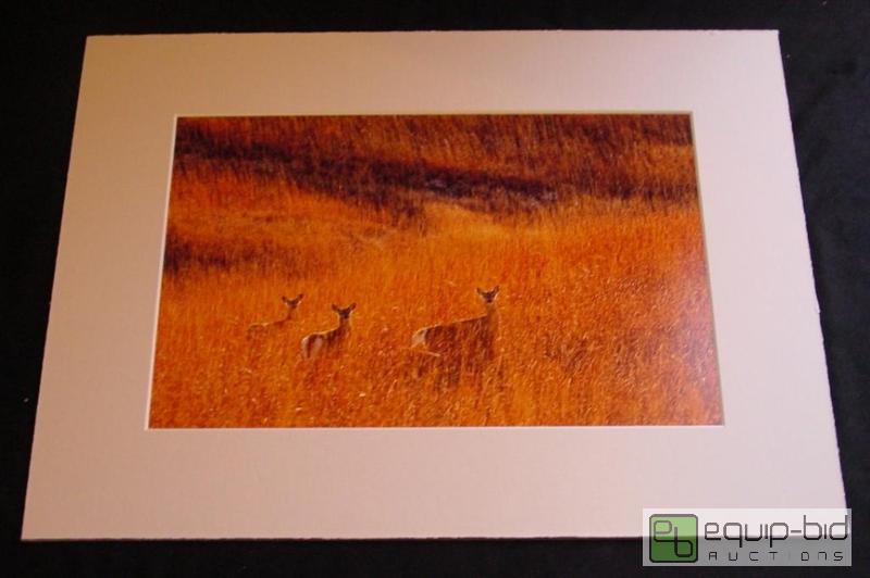lot 4017 image: Deer in a Field - Brad Mangas