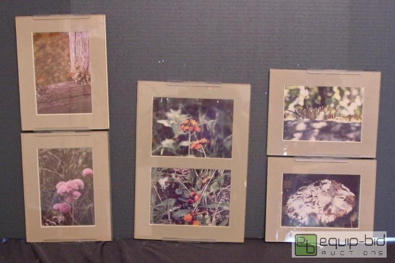 lot 4199 image: 5 Plant Photos - Glass Framed