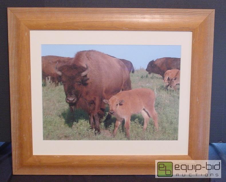 lot 4208 image: Buffalo Herd Photo - Frame 20.75 x 24.75