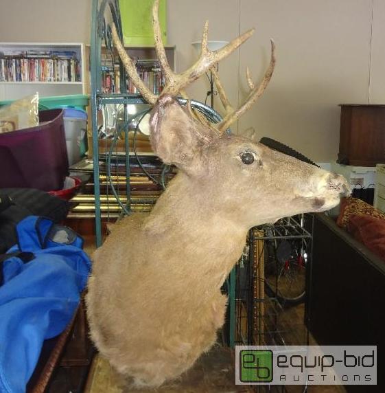 lot 42 image: Deer Mount in bad shape and extra antler...