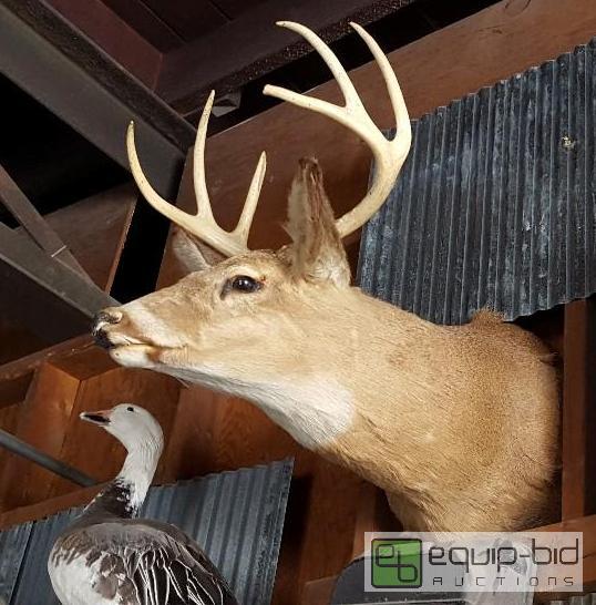 lot 1119 image: Mounted deer...