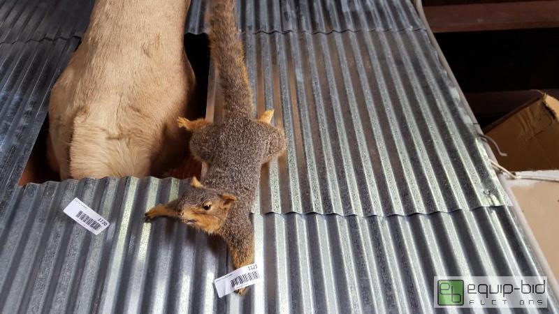 lot 1121 image: Taxidermy squirrel...