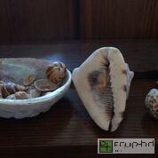 lot 8125 image: LARGE SHELL COLLECTION Huge Abalone Shell, Conch Shells, other Shells