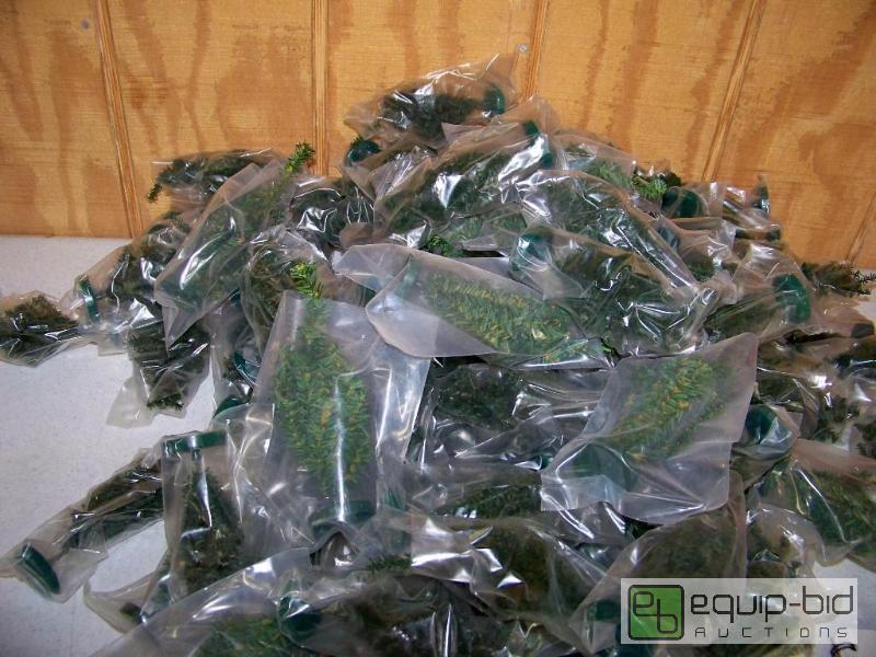 lot 1003 image: 44 Miniature Christmas Trees