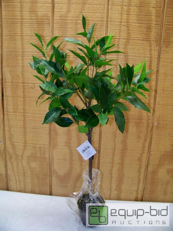 lot 1154 image: Bayleaf Tree Drop In