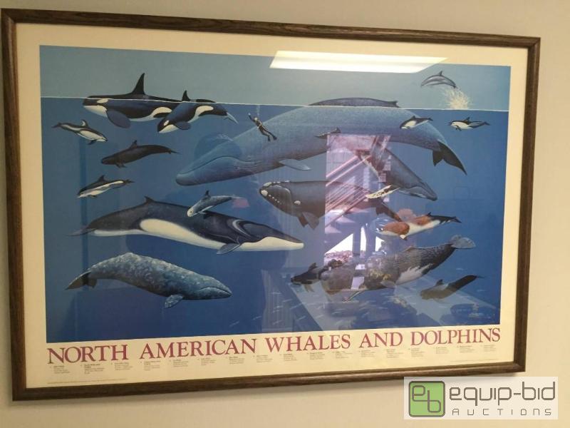 lot 134 image: Framed North American Whales and Dolphin Print