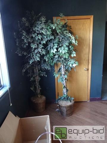 lot 631 image: (2) 6ft Tall Ficus Trees