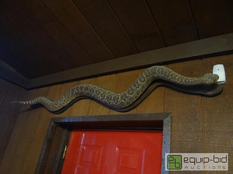 lot 568 image: Taxidermy mount Rattlesnake on board.  Approx...