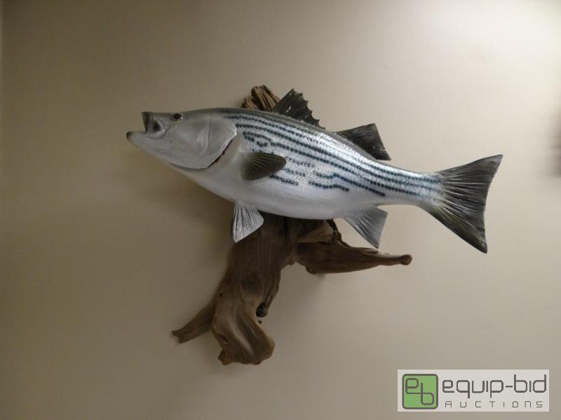lot 570 image: Striped bass taxidermy wall mount on drift wo...