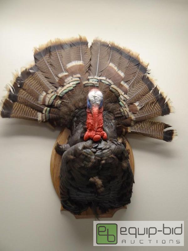 lot 571 image: Taxidermy Turkey wall mount....