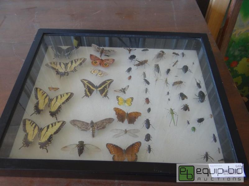 lot 648 image: Very cool bug collection in glass case.  50 ...
