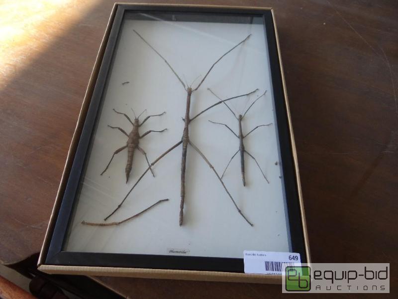 lot 649 image: Bug collection in glass case. Phasmatidaes.  ...