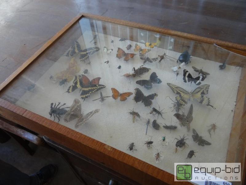 lot 650 image: Very cool bug collection in glass case....