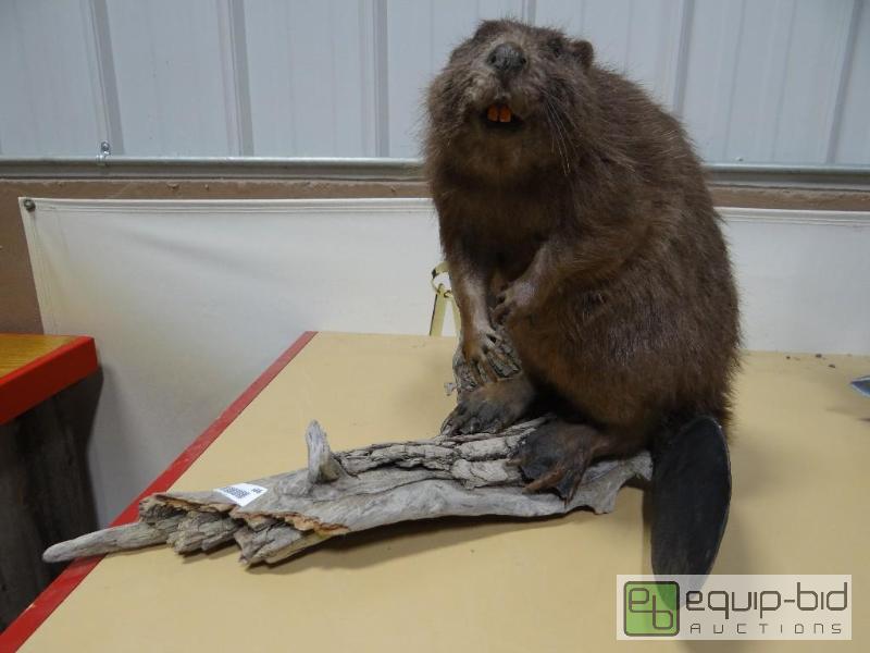 lot 686 image: Taxidermy full body Beaver mount on drift woo...