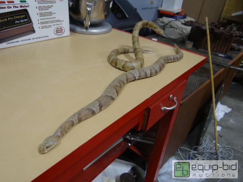 lot 711 image: Lot of 2 taxidermy mounted Copper Head snakes...
