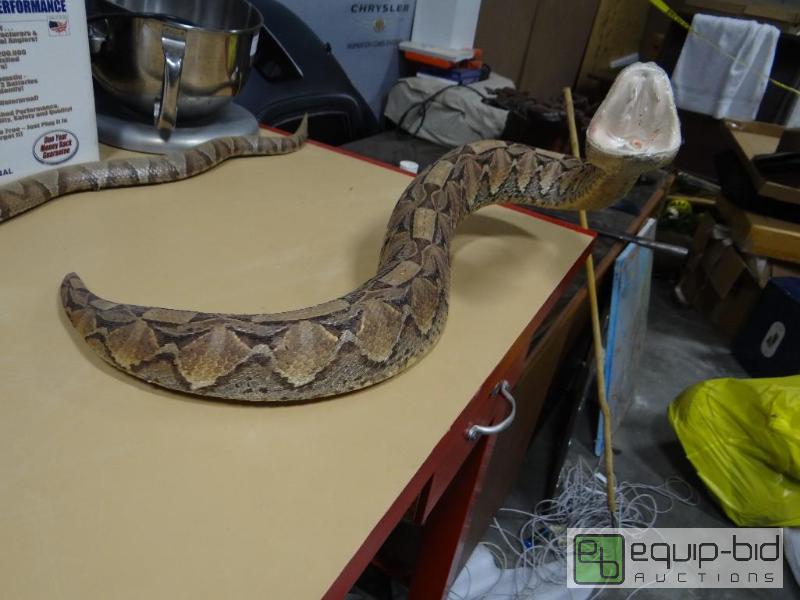lot 713 image: Taxidermy mounted Viper snake....