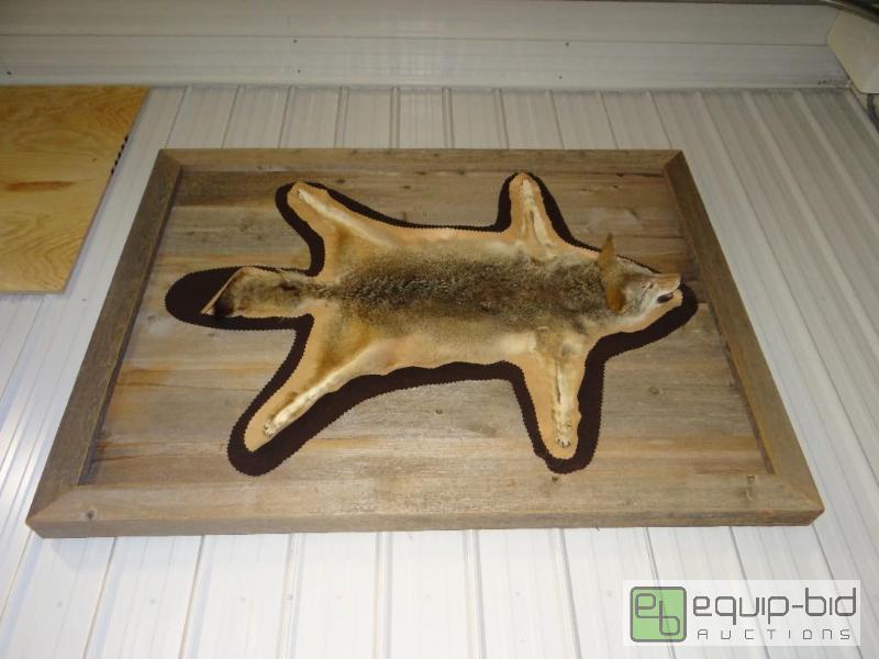 lot 796 image: Taxidermy Coyote full rug with head and paws ...
