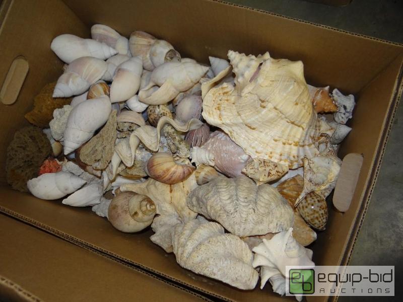 lot 855 image: Large box of various sea shells....