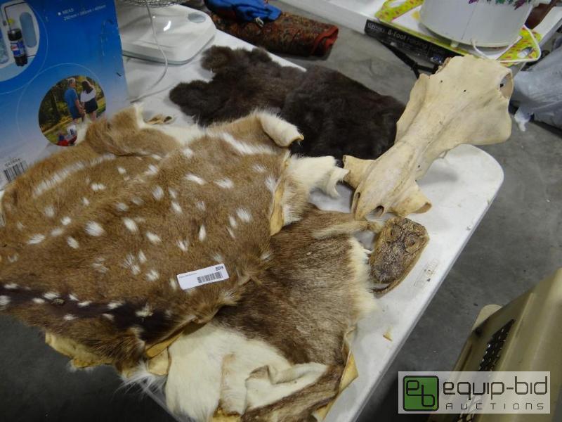 lot 893 image: 2 rabbit skins, 2 small deer hides, small all...