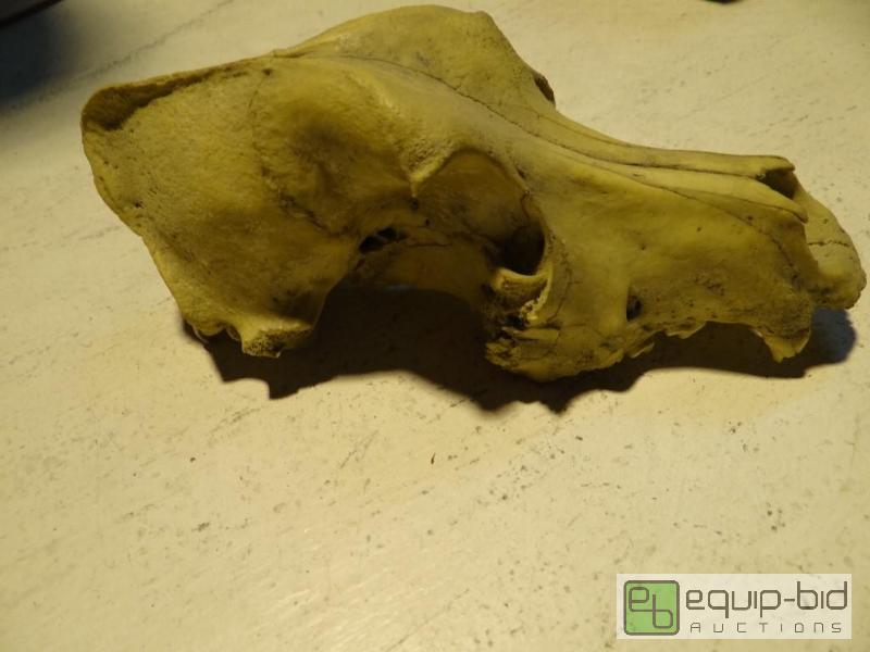 lot 4135 image: Buffalo Skull