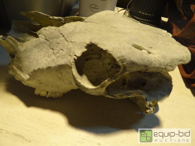 lot 4136 image: Animal Skull
