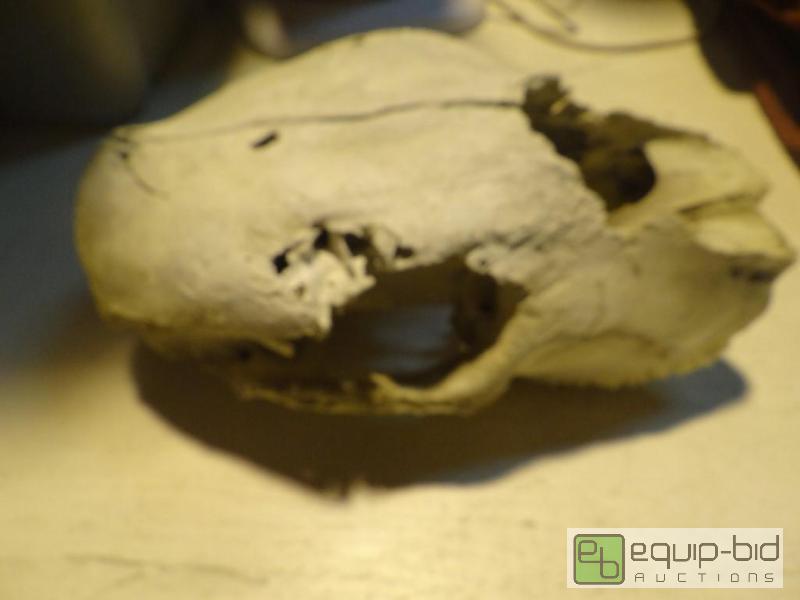 lot 4137 image: Animal Skull
