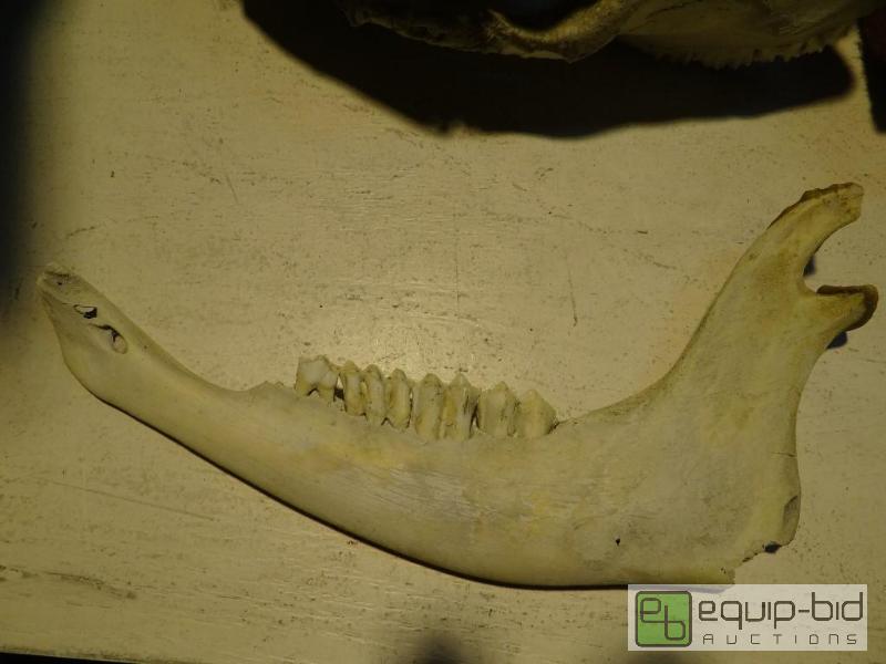 lot 4138 image: Animal Teeth (bone)