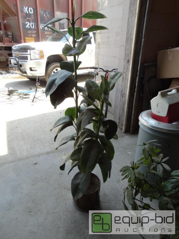 lot 128 image: 2 faux plants....