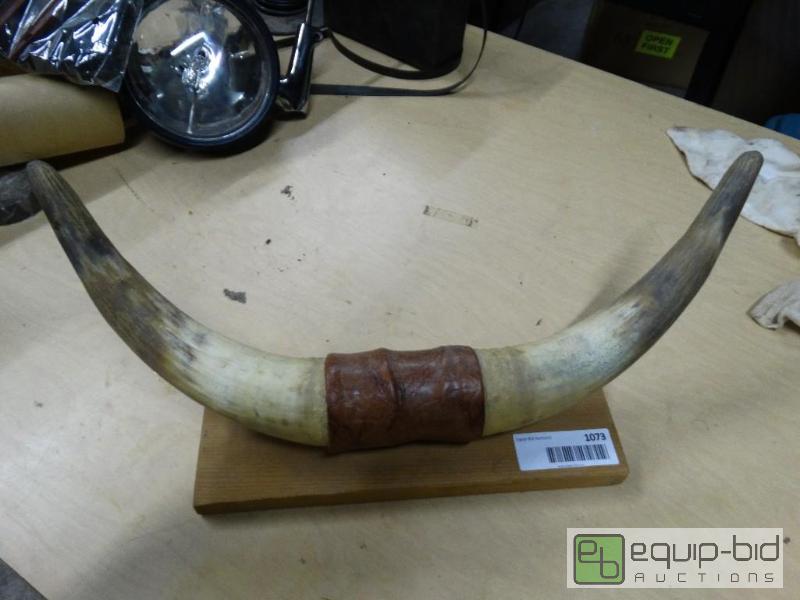 lot 1073 image: Horns 17&quot wide....