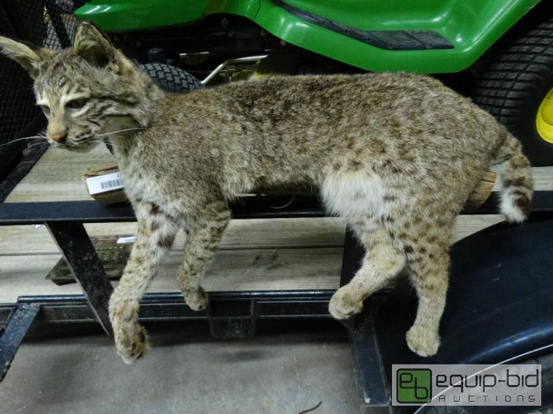 lot 1105 image: Full body bobcat mount....